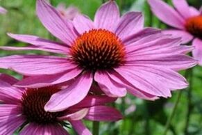 Χυμός Echinacea για τη θεραπεία της προστατίτιδας